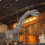 丹波竜の全身骨格とともに展示されているカマラサウルスの幼体の全身骨格＝丹波竜化石工房ちーたんの館