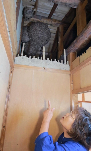 屋根裏に見つけた巨大なハチの巣を指さす伴直子さん＝丹波篠山市今田町木津