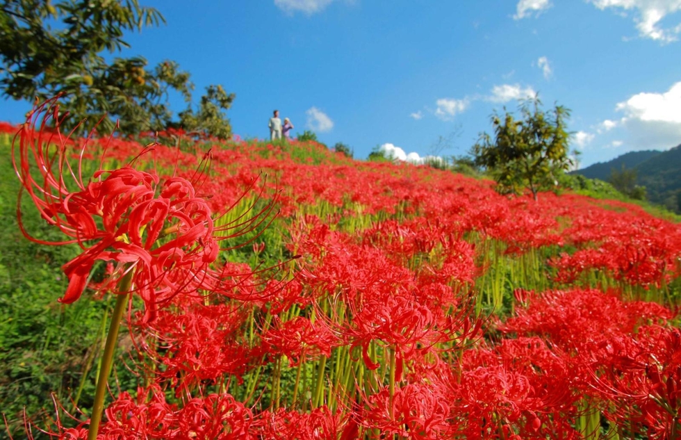 s*5様 虎 残響 赤 ヒガンバナ #172 backend=imagemagick;version=1;