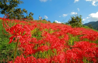 斜面を真っ赤に染めるヒガンバナ＝１日、丹波篠山市川阪
