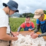 収穫体験で摘み取られた綿花＝丹波篠山市野間