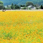 山里を彩るコスモス。オレンジとピンクの花が一面に広がる＝丹波市氷上町清住