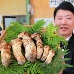 ６本９６万円の高値で落札された「初物」のマツタケ＝丹波篠山市郡家