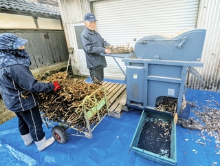 脱粒機で、さやから黒豆を取り出す生産者＝丹波篠山市真南条中