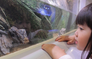 水槽内をのぞき込む子ども。ホトケドジョウは写真左端に潜んでいる