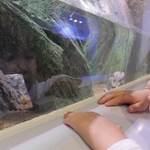 水槽内をのぞき込む子ども。ホトケドジョウは写真左端に潜んでいる