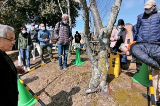 クビアカツヤカミキリの被害状況を再現した木を見学する講習会の参加者ら＝丹波篠山市網掛
