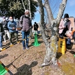 クビアカツヤカミキリの被害状況を再現した木を見学する講習会の参加者ら＝丹波篠山市網掛