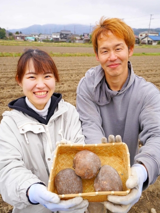 今年で栽培３年目。１個ずつ丁寧な作業で丸々と形の整った山の芋を生産している＝丹波篠山市般若寺