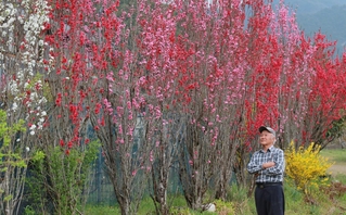 約２０年育ててきた中で一番の花の付きというハナモモをめでる打田諭志さん＝丹波市氷上町朝阪