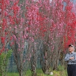 約２０年育ててきた中で一番の花の付きというハナモモをめでる打田諭志さん＝丹波市氷上町朝阪