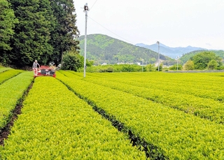 機械摘みで、新茶の収穫が始まった茶畑。一面の緑が初夏の到来を告げる＝丹波篠山市味間奥
