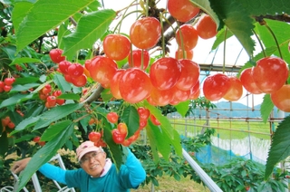 生産の締めくくりを飾るように鈴なりに実ったサクランボ＝丹波市春日町稲塚