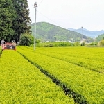 機械摘みで、新茶の収穫が始まった茶畑。一面の緑が初夏の到来を告げる＝丹波篠山市味間奥