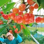 生産の締めくくりを飾るように鈴なりに実ったサクランボ＝丹波市春日町稲塚