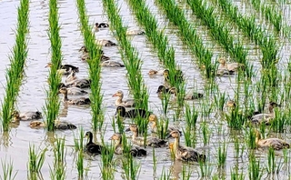 水田に放たれ、泳ぎ回るアイガモ＝丹波篠山市西吹