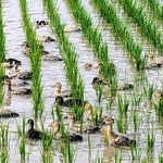 水田に放たれ、泳ぎ回るアイガモ＝丹波篠山市西吹