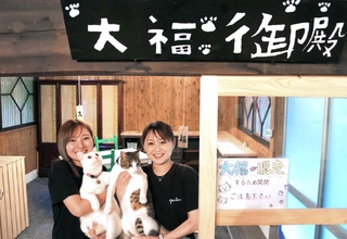 古民家カフェの一室を改装して新設された看板猫と触れ合える「大福御殿」＝丹波市青垣町東芦田