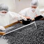 山のような黒豆。傷や割れのある豆を取り除く「手より」を体験する「ここっと兵庫」さん（左）ら＝丹波篠山市立町