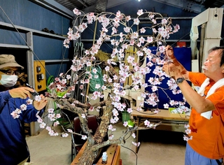 「しだれ桜」と題した造り物を制作する住民たち＝丹波篠山市藤之木