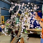 「しだれ桜」と題した造り物を制作する住民たち＝丹波篠山市藤之木