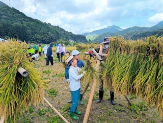 手で刈り取った酒米を稲木に掛ける児童ら＝丹波篠山市不来坂