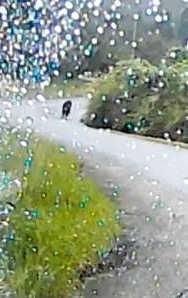 ドライブレコーダーに記録されていたクマの映像（西垣さん提供）