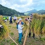 手で刈り取った酒米を稲木に掛ける児童ら＝丹波篠山市不来坂