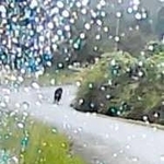 ドライブレコーダーに記録されていたクマの映像（西垣さん提供）