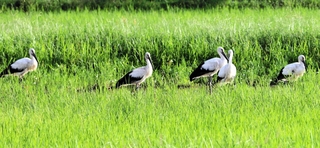 農地に飛来し、餌を探すコウノトリ５羽＝丹波篠山市野中