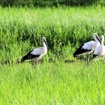 農地に飛来し、餌を探すコウノトリ５羽＝丹波篠山市野中