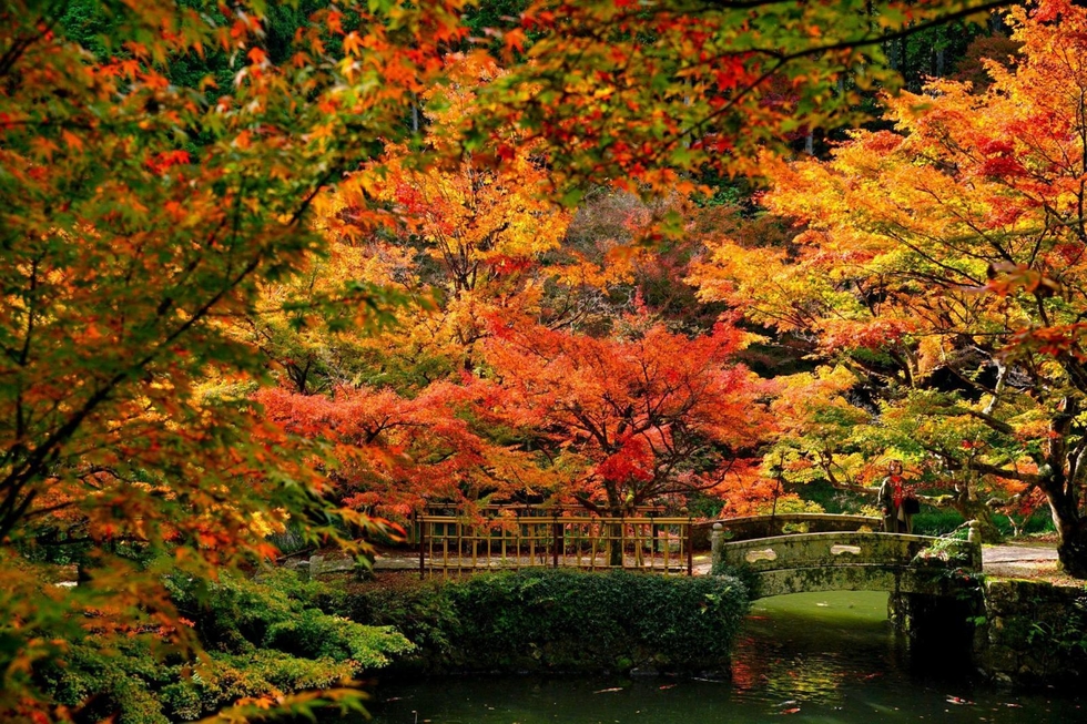a_19706650.jpg