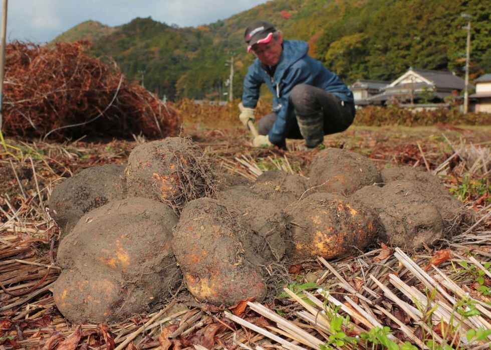 特産「山の芋」丸々と大きく 「芋の声」に耳傾け忍耐強く栽培 丹波篠山で収穫最盛期|丹波|神戸新聞NEXT