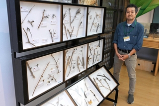 モズのはやにえの標本と収集する伊丹市昆虫館学芸員の野本康太さん＝丹波市氷上町石生