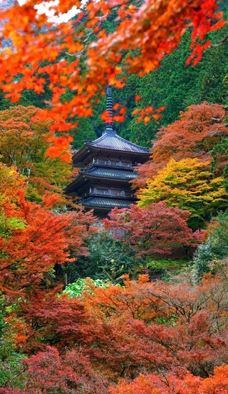 鮮やかに染まった木々と常緑が織り混ざり、多宝塔を囲む＝丹波市青垣町桧倉