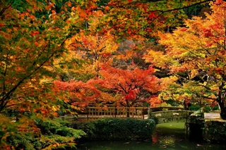 鮮やかな絵画のような光景を作り出す円通寺の紅葉＝丹波市氷上町御油