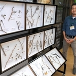 モズの「はやにえ」にスポット　丹波の博物館で特別展、枝に刺さった昆虫など100点展示