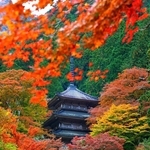 鮮やかに染まった木々と常緑が織り混ざり、多宝塔を囲む＝丹波市青垣町桧倉