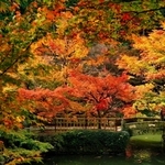 鮮やかな絵画のような光景を作り出す円通寺の紅葉＝丹波市氷上町御油