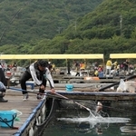 海上釣り堀施設で釣りを楽しむ参加者ら＝姫路市家島町（ハリミツ提供）