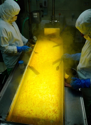 加熱濃縮後に行う「炊上選別」。下から光を当てて、異物や色が良くない果肉がないか人の目で丁寧に確認していく＝丹波篠山市北