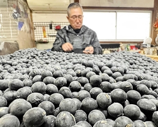 丹波黒の「手選り」。人の目や手で、傷や割れの有無などを選別する＝丹波篠山市口阪本