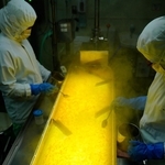 加熱濃縮後に行う「炊上選別」。下から光を当てて、異物や色が良くない果肉がないか人の目で丁寧に確認していく＝丹波篠山市北