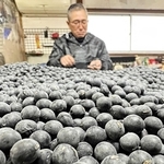 丹波黒の「手選り」。人の目や手で、傷や割れの有無などを選別する＝丹波篠山市口阪本