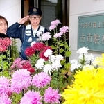 地域彩る「花の駐在所」　丹波篠山の古市駐在所、門外不出の「お苗菊」を丹精に育成