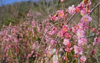 荻野さんが丹精し、今年も咲いた梅の花＝丹波市山南町池谷