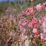 荻野さんが丹精し、今年も咲いた梅の花＝丹波市山南町池谷
