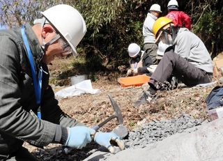 石をハンマーで砕いて化石を探すボランティア＝丹波市山南町上滝