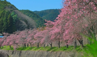 「適地適桜」の一例で、鮮やかなピンク色を特徴とするオカメザクラの並木＝丹波篠山市大山宮
