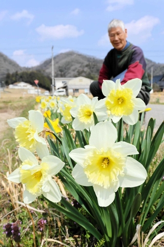 地域で丹精したスイセンを見てほほ笑む稲川茂樹会長＝丹波篠山市北沢田